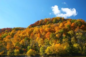 Fall Leaf Flight for 2