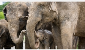 Elephant encounter at Houston Zoo