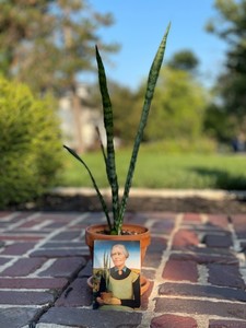 Grant Wood's "Woman with Plants" Sanseviera Plant