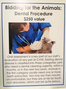 Donate to Animal Care- Dental Procedure