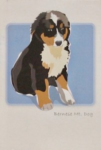 058 Bernese Mountain Dog Note Cards