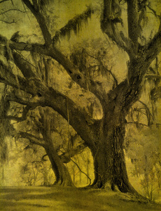 Live Oak Print by William Guion (1 of 2)