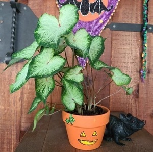 Caladium with Hand-Painted Pumpkin Pot