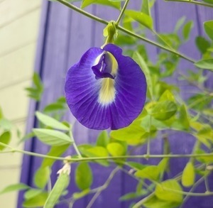 Butterfly Pea Vine