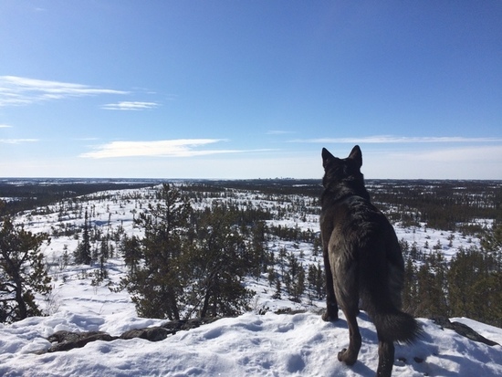 Veterinarians without Borders Canada