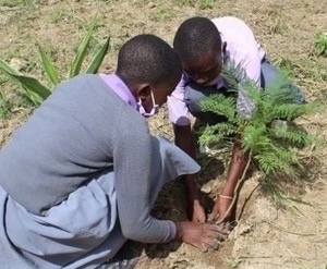 Plant a tree in the Jacaranda School Forest