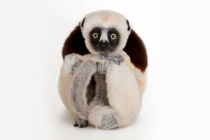 Signed photograph of Coquerel's Sifaka