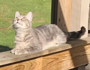 Help Sponsor Gracie’s Remaining FIP Treatments