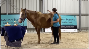 Guided Essential Oil Horse Massage