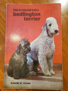 How to Raise and Train A Bedlington Terrier