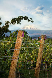 Andrew Will + Pollard Vineyard Tour and Tasting