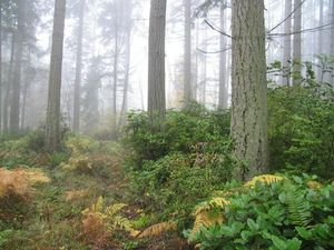 Certified Arborist, One Hour On-site Consultation