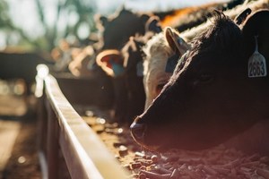 Beef Bundle from Kane Cattle Company