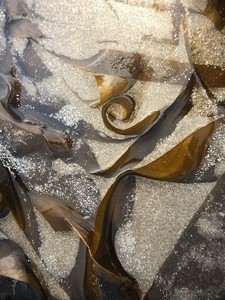 "A Walk on the Beach" by Cim MacDonald