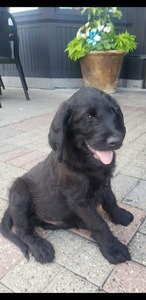 Black Male Labradoodle Puppy