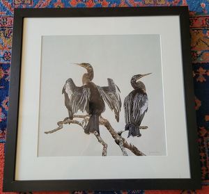 Anhingas