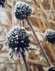 "Frosted" Fine Art Photography by Vicky Burick