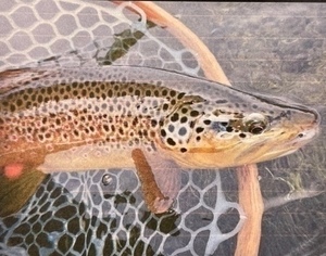 LA5 Private Guided Fishing, Nelson's Spring Creek