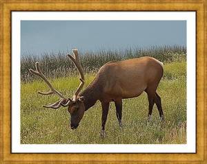 Elk of the Rockies Autographed Framed Print