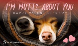 I'm Mutts About You-Goodie Bag and Card