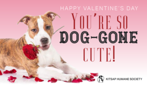 You're So Doggone Cute!-Goodie Bag and Card