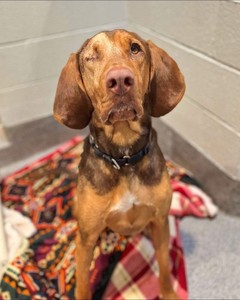 Help Injured Pets In Need!