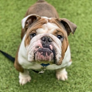 Help Microchip Shelter Pets