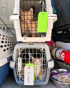 Help Transport At-Risk Pets!