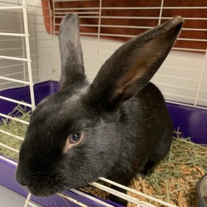 Send Love to our Smallest Friends