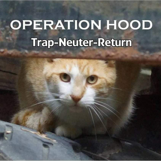 Operation Hood