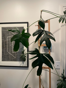 Botanical Treasure: Philodendron Pedatum